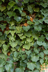 
Background formed by ivy on the wall. A carpet of ivy is clinging to the wall, macro photography shows details of ivy leaves and the brick wall.