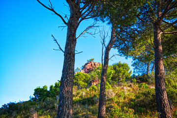 Desierto de las palmas, Cormo de les creuetes