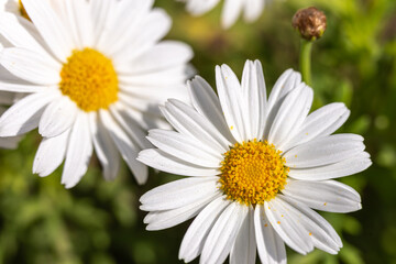 Fototapeta premium Beautiful flower white daisy