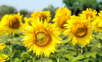 Fototapeta premium sunflower garden on sunny day