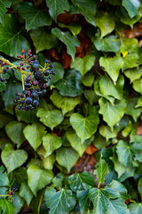 
Background formed by ivy on the wall. A carpet of ivy is clinging to the wall, macro photography shows details of ivy leaves and the brick wall.