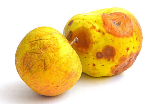 One yellow withered apple and one rotten apple isolated on white background, focus on first apple.