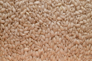 detail of rice grains