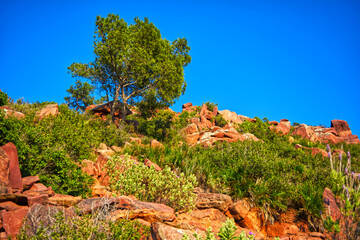Desierto de las palmas, Cormo de les creuetes