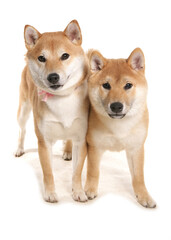 Shiba Inu