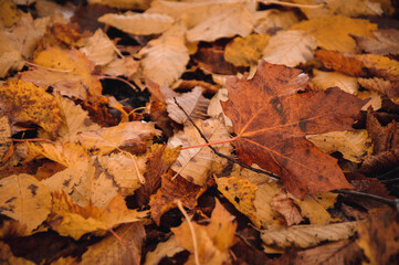 Obraz premium Closeup macro of many leaves lying on ground