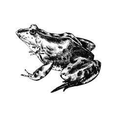 Naklejka premium Realistic frog isolated. Detailed black and white sketch. Hand drawn frog silhouette on white background. For printing t-shirt, notebook, menu, postcard.