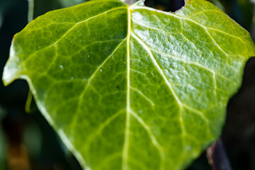 Background of an ivy leaf with veins, the macro photograph of a leaf shows all the details of its structure.