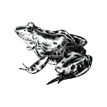Realistic frog isolated. Detailed  black and white sketch. Hand drawn frog silhouette on white background. For printing t-shirt, notebook, menu, postcard.