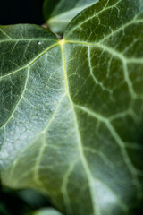 Background of an ivy leaf with veins, the macro photograph of a leaf shows all the details of its structure.