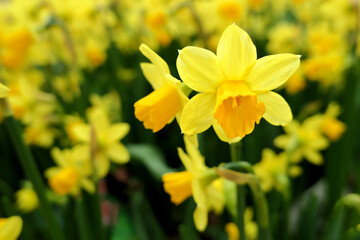 Gelbe Narzissen (Narcissus)