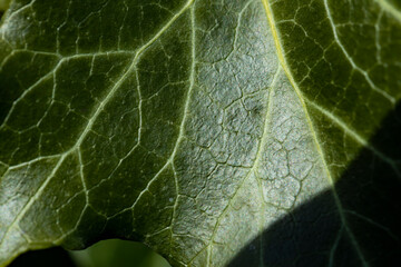 Background of an ivy leaf with veins, the macro photograph of a leaf shows all the details of its structure.