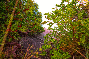 Desierto de las palmas, Cormo de les creuetes