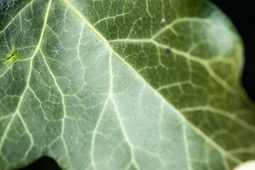 Background of an ivy leaf with veins, the macro photograph of a leaf shows all the details of its structure.
