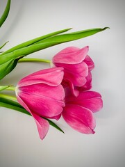 bouquet of beautiful pink spring tulips on a white background. Festive postcard.