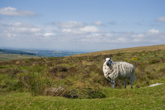 Scottish Greyface