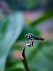 The beautiful robber fly landed on the leaves isolated with blur background. Selective focus or random focus or defocused and out of focus.