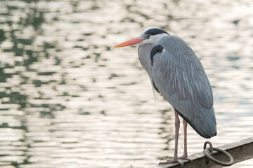 Héron cendré perché en face de la rivière
