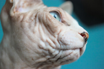 Portrait of a purebred grey Canadian Sphynx cat with blue eyes and a funny white muzzle close-up. Bald wrinkled cat looking on the right. Funny lovely pets at home. Bald cat face.