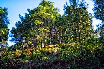 Desierto de las palmas, cormo de les creuetes