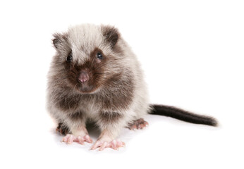 Northern Luzon Giant Cloud Rat