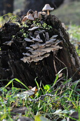 Stump with different fungus types growing on it