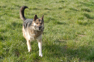 Chien court dans un champs