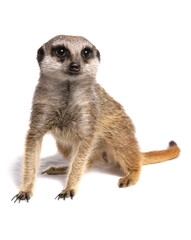 Meerkat