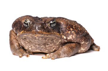 Naklejka premium Giant Marine Toad