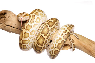 Naklejka premium Albino Burmese Python