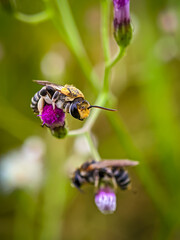 Bee and flower isolated with blur background. Selective focus.