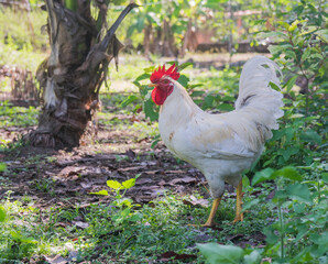 Gallo de patio blanco comúnmente encontrado en el interior de Panamá 