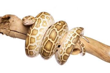 Naklejka premium Albino Burmese Python