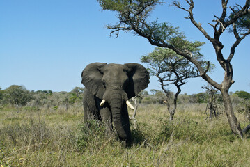 Bull elephant at Tembe National Elephant Park, Kwazulu-Natal, South Africa