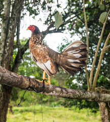 Gallo de pelea bien entrenado en Panamá 