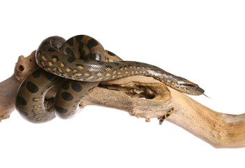 Green anaconda