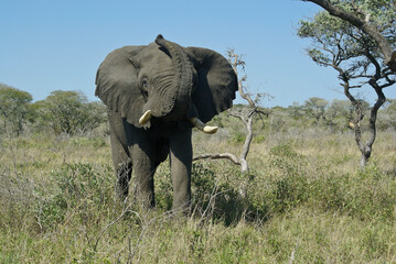 Fototapeta premium Bull elephant raising trunk, Tembe National Elephant Park, Kwazulu-Natal, South Africa