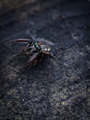 Metacyrba taeniola is a species of spider in the family Salticidae, the jumping spiders. Selective focus.