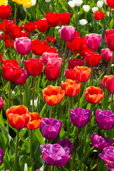 Field with red, orange, pink, yellow, purple and white tulips with green stems and leaves in the Netherlands. Seen from above