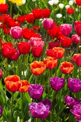 Gordijnen Field with red, orange, pink, yellow, purple and white tulips with green stems and leaves in the Netherlands. Seen from above © Henk Vrieselaar