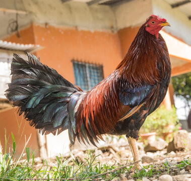 Gallo de pelea rojo bien entrenado en Panamá 