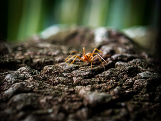 A weaver ant is on a tree isolated with bokeh background. Selective focus.defocused and out of focus.