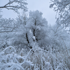 First snow