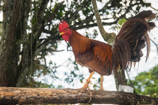 Gallo de pelea rojo entrenado en Panam&aacute; 