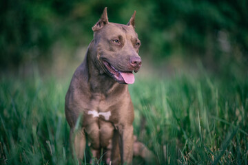 Portrait of a formidable pit bull terrier on a summer meadow in the grass, close-up.
