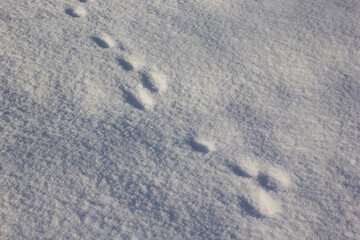 Hare tracks in the snow. Wild animals footprints on fresh snow in winter time.