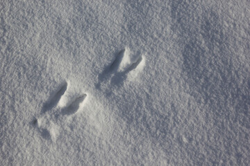 Moose tracks in the snow. Wild animals footprints on fresh snow in winter time.
