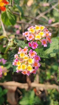 flowers in the garden