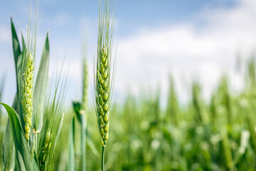 Wheat field image. View on fresh ears of young green wheat and on nature in spring summer field close-up. With free space for text on a soft blurry sky background