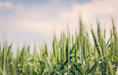 Wheat field image. View on fresh ears of young green wheat and on nature in spring summer field close-up. With free space for text on a soft blurry sky background